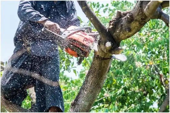 tree services Cut and Shoot